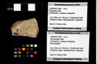 Foto (Objekt + Etikett) von Mundopsidae indet.  (NHMW-GEO-1990-0041-3286)